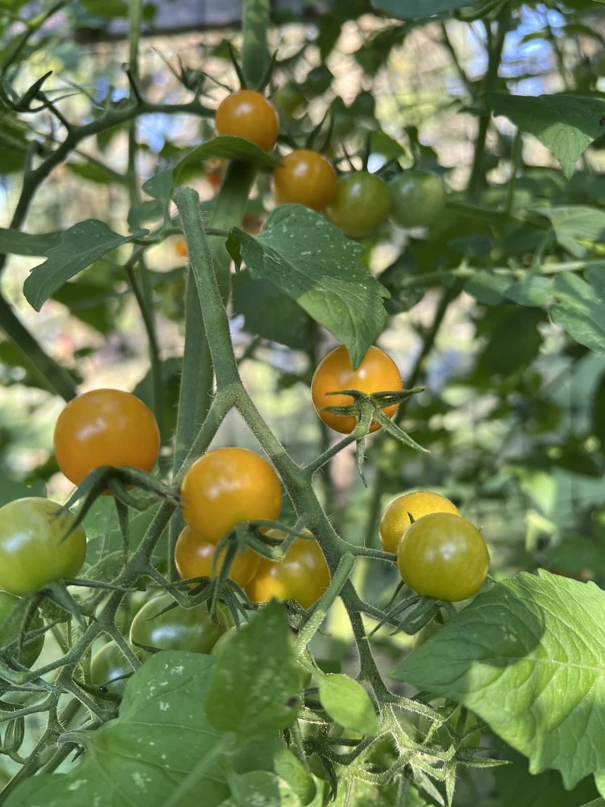 Sun gold tomatoes on vine out in the garden.