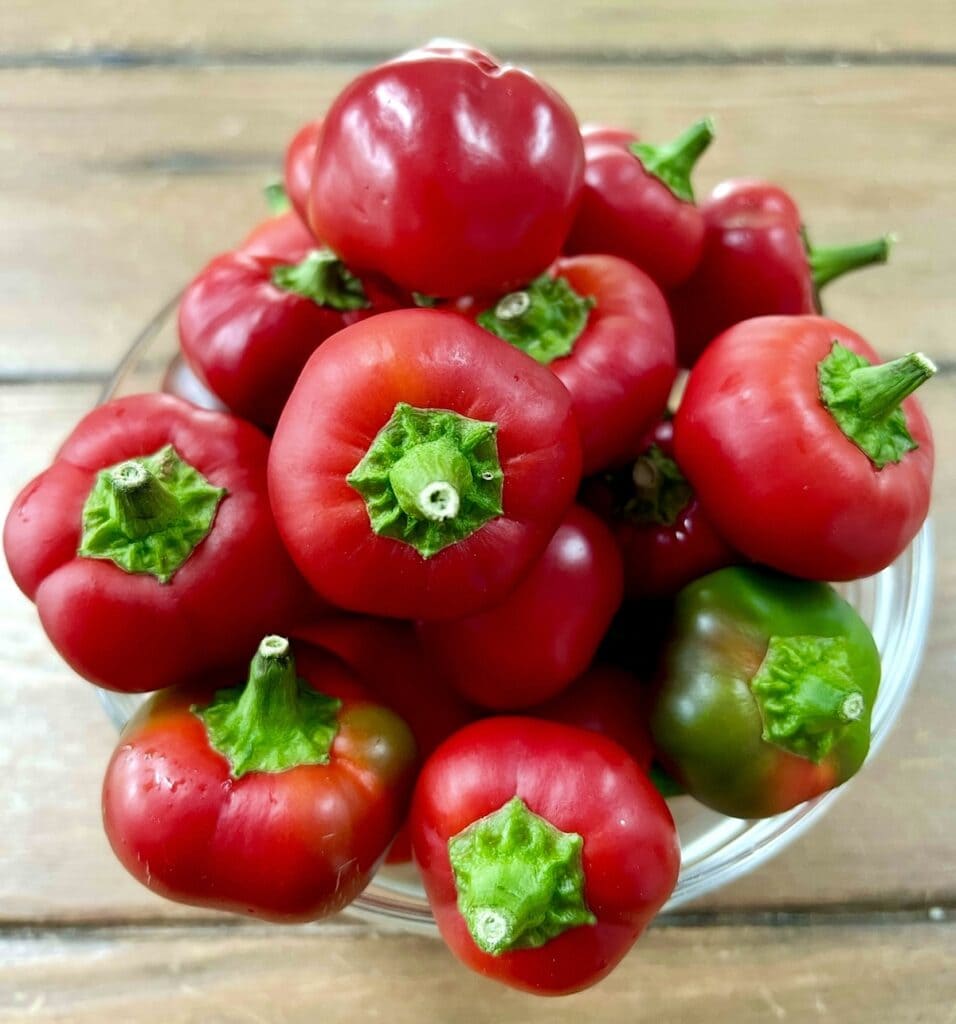 Bowl of red and green hot cherry peppers grown in and picked from my backyard garden.