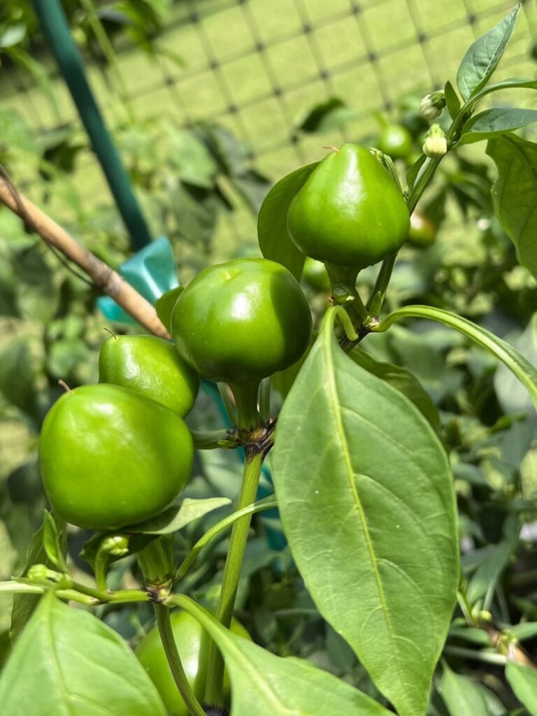 Hot cherry peppers on the vine growing in my backyard garden.