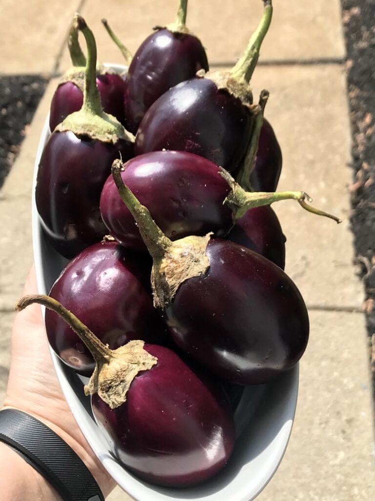 Mini Indian eggplant on white platter.