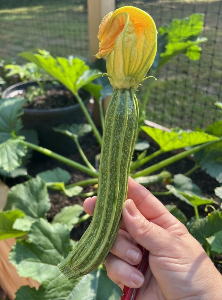 One romanesco zucchini with flower attached being held in hand in garden.