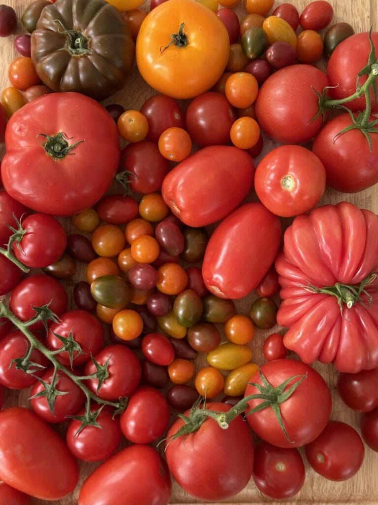 A bright, colorful assortment of different varieties of tomatoes on cutting board. to use in fresh tomato recipes!