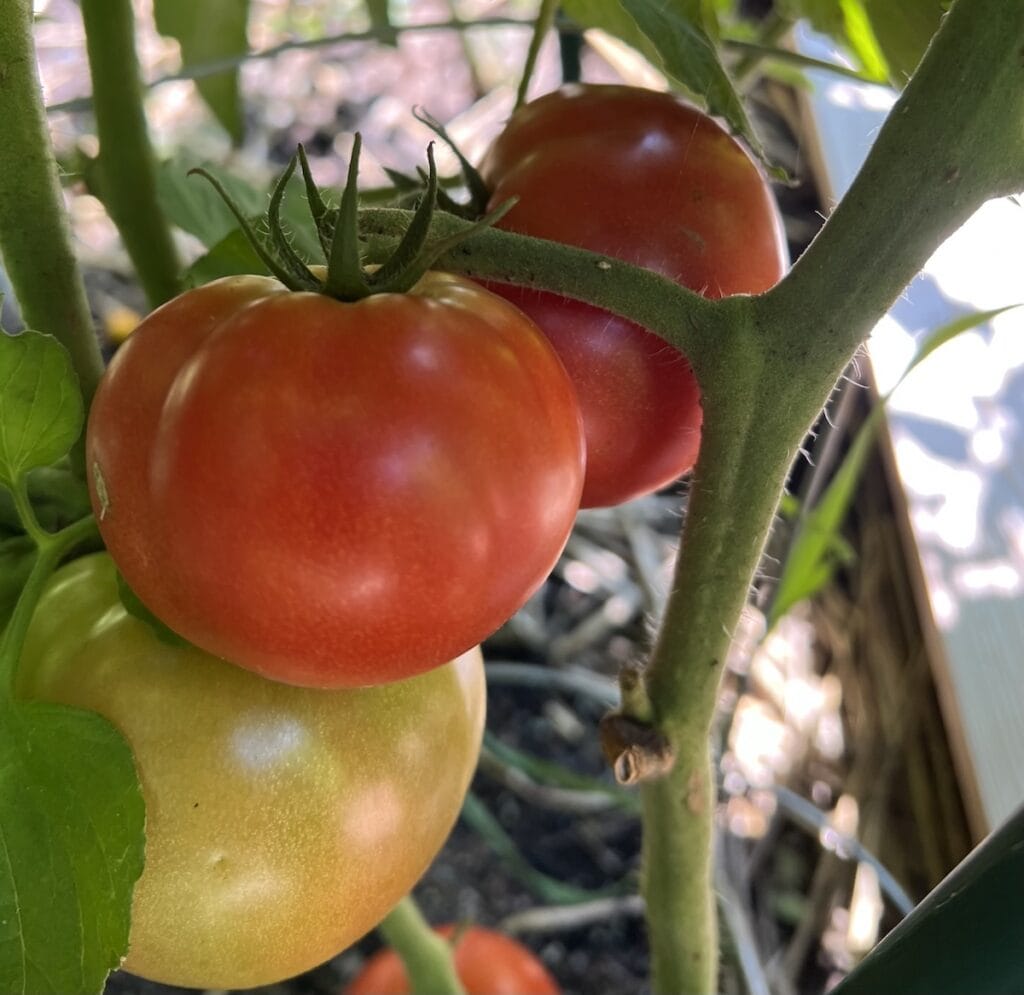 Beefsteak tomatoes growing in Michele's garden.