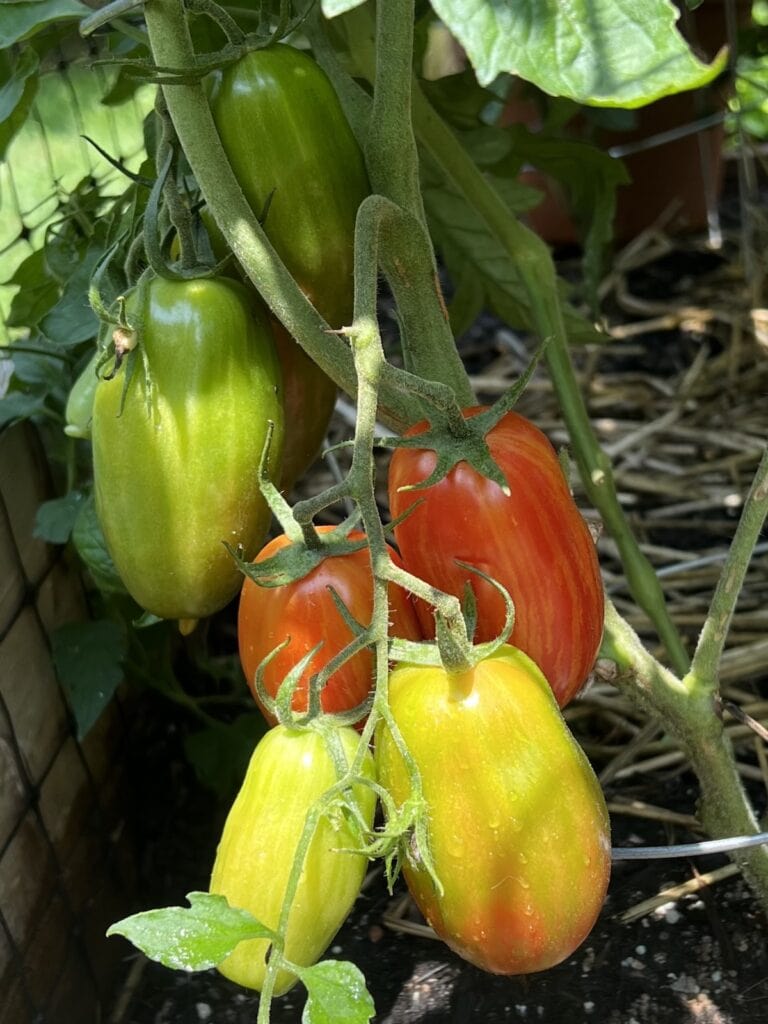 San Marzaono tomatoes growing in Michele's garden.