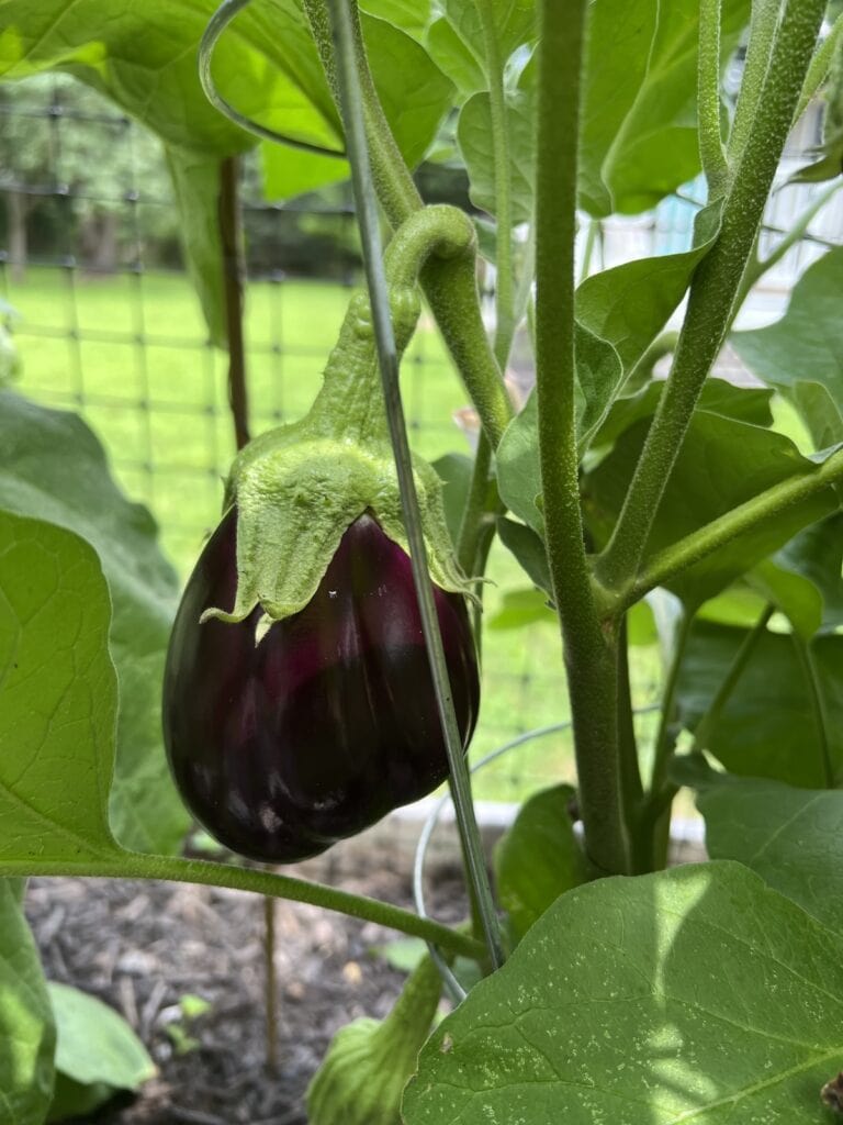 Eggplant growing in the garden.