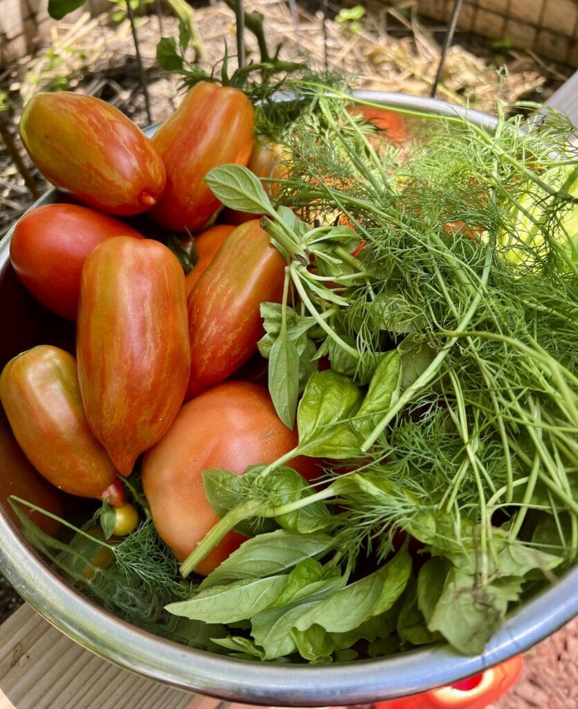 Tomato and herb harvest from Michele's garden in stainless steel bowl.
