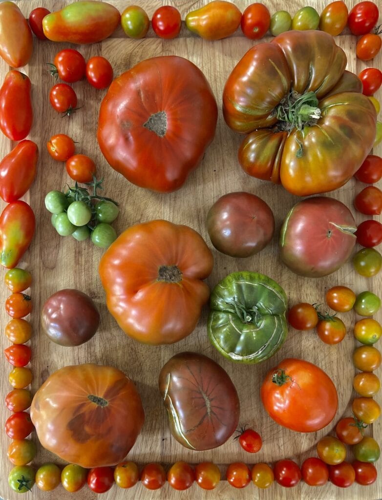 An assortment of different varieties and colors of garden tomatoes on cutting board to use in fresh tomato recipes!