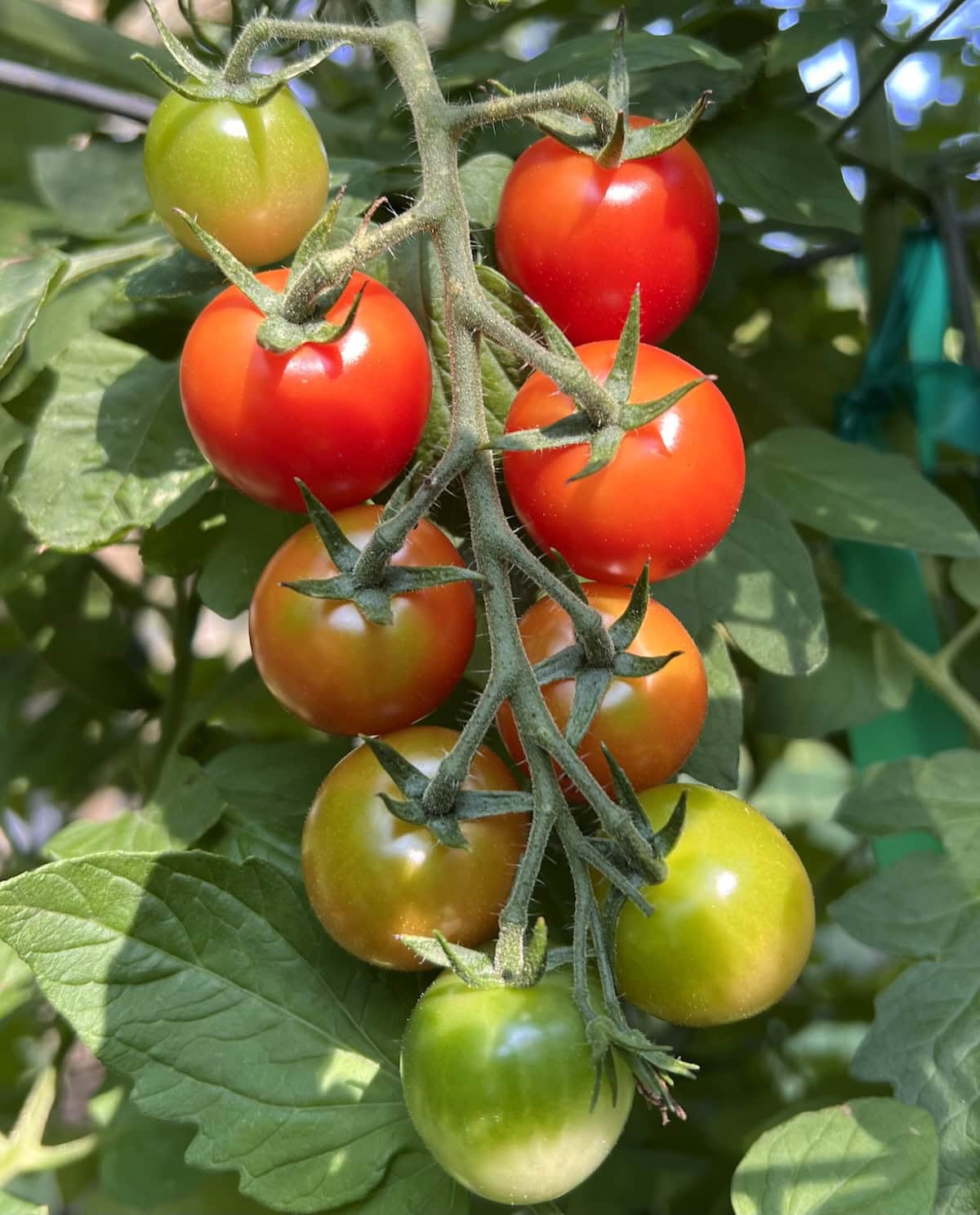 Cherry tomatoes growing in Michele's garden.