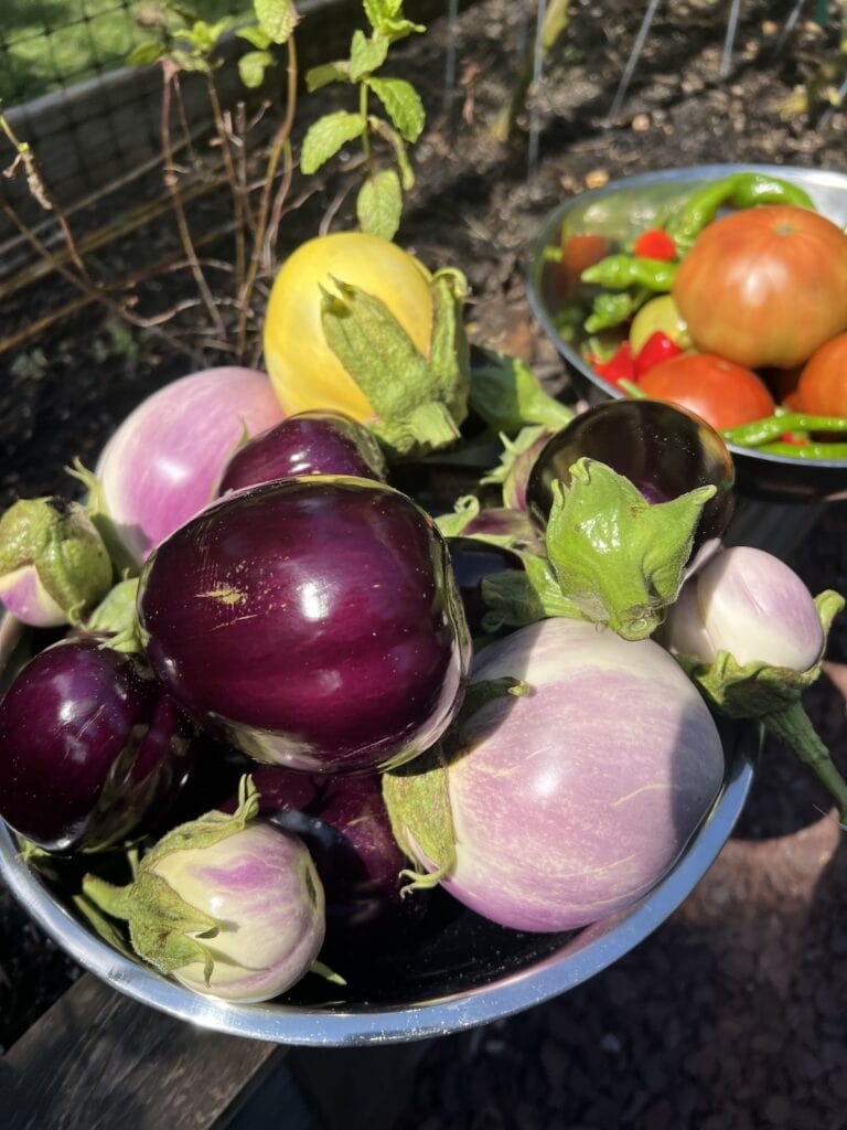 Eggplant and other vegetables just harvested from garden in bowl.