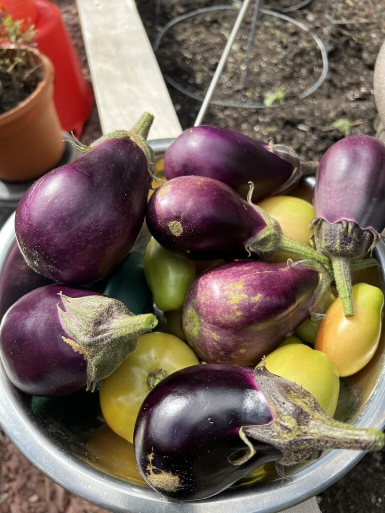 Eggplant and other vegetables just harvested from garden in bowl.