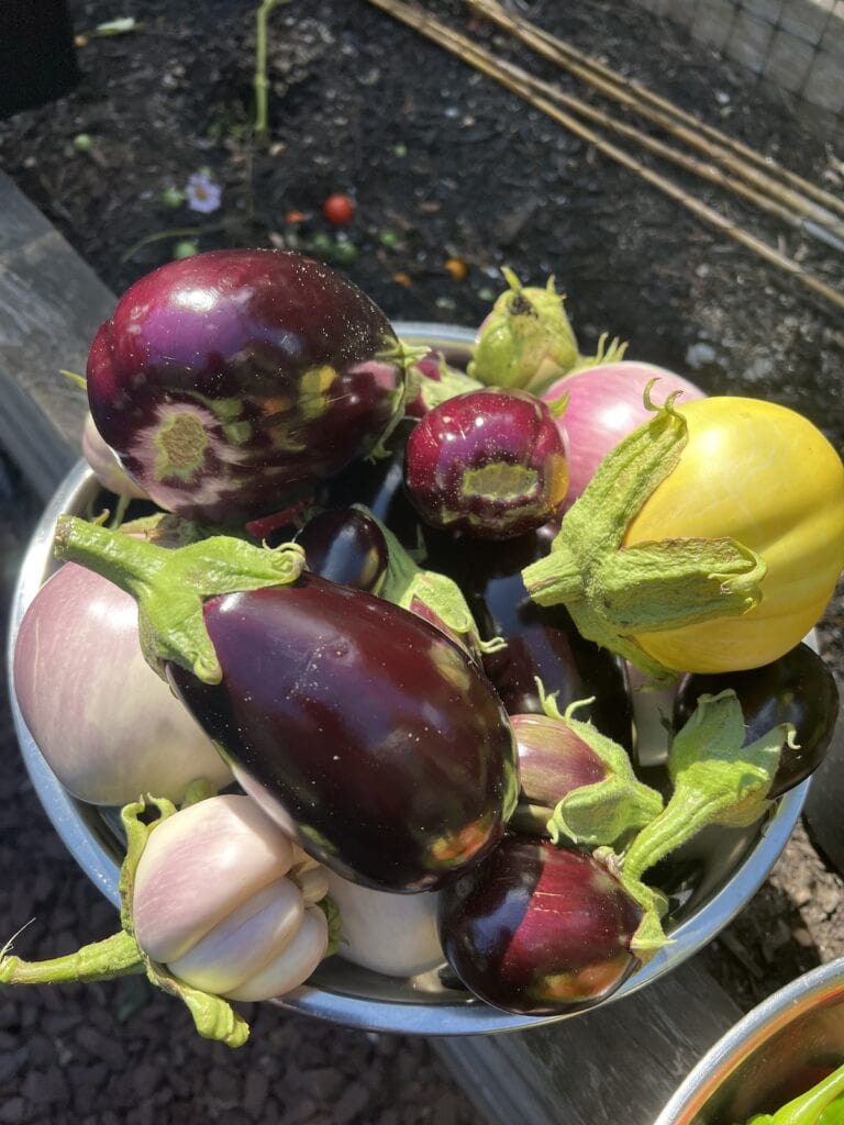 Eggplant and other vegetables just harvested from garden in bowl.