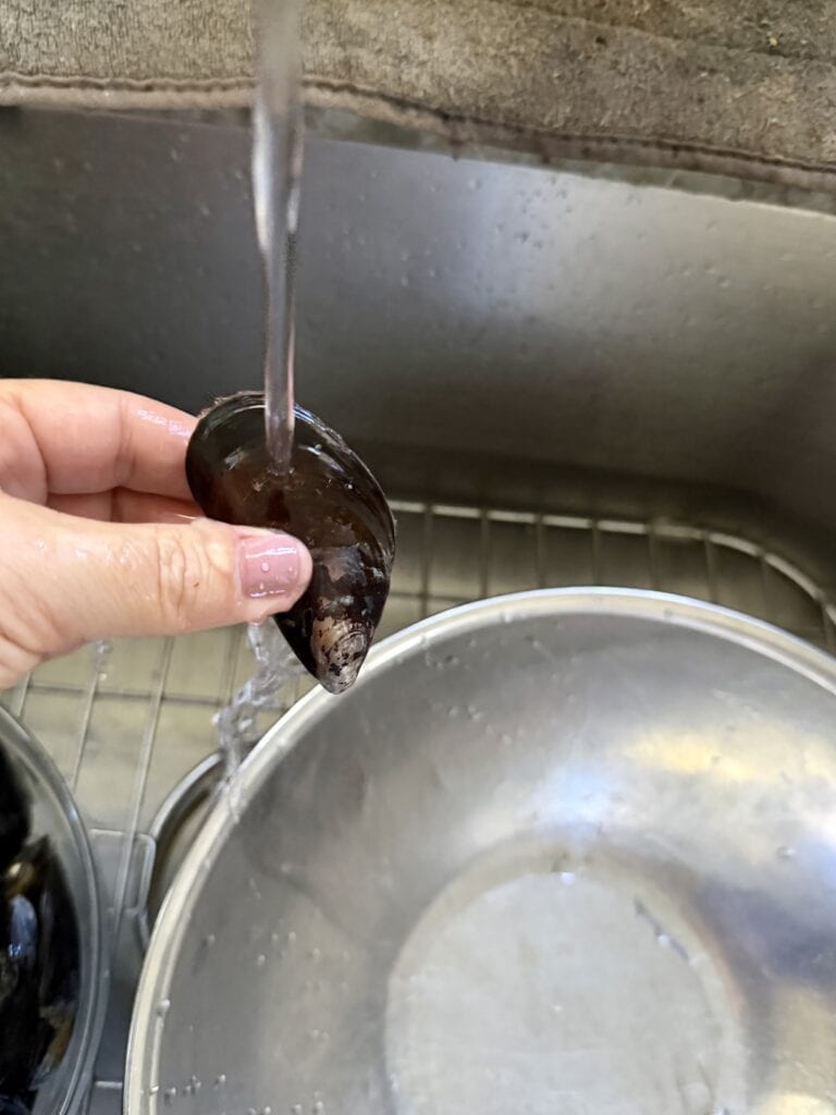 Rinsing mussel under cold running water.
