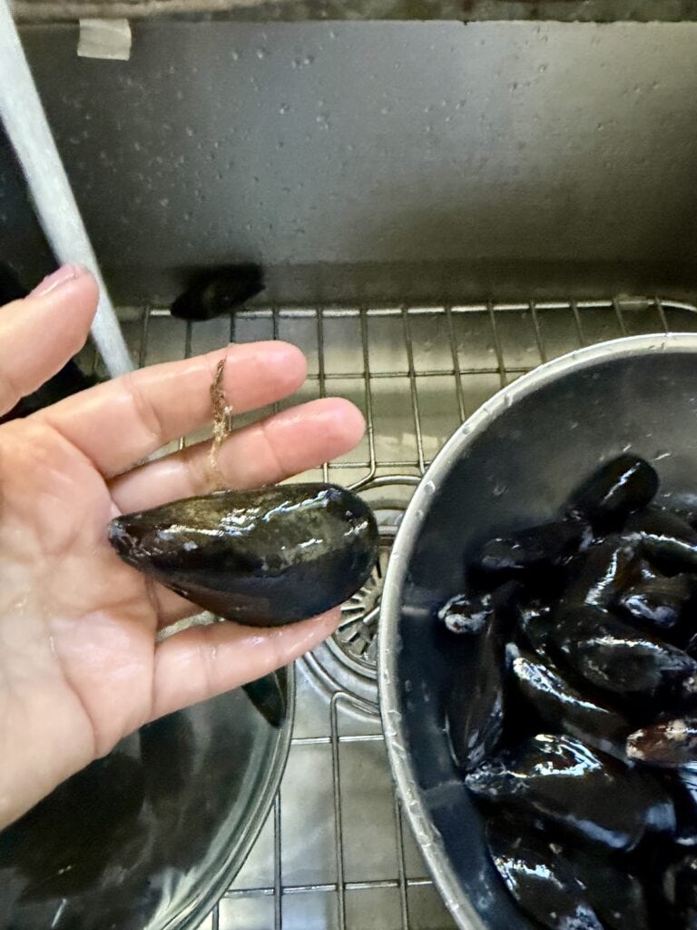 Pulling beard from mussel.
